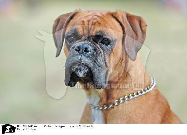 Boxer Portrait / Boxer Portrait / SST-01476