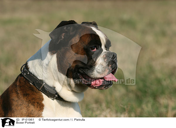 Boxer Portrait / Boxer Portrait / IP-01961