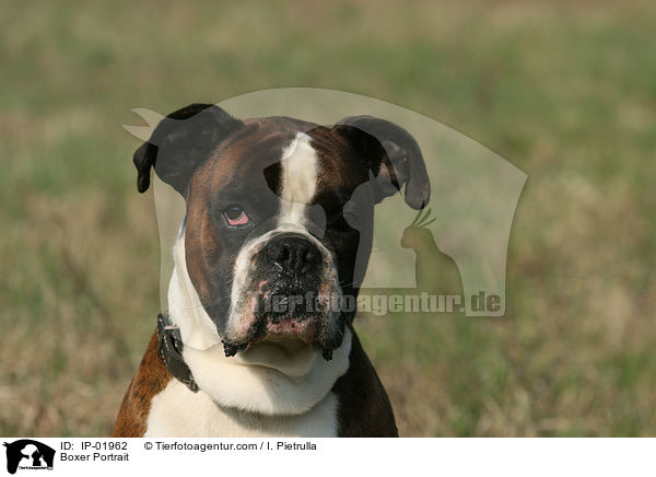 Boxer Portrait / Boxer Portrait / IP-01962