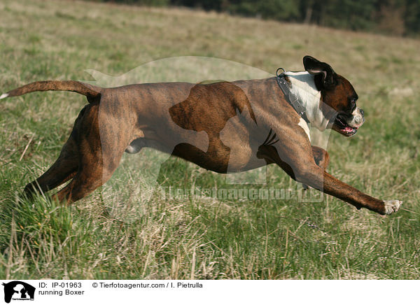 galoppierendes Boxer / running Boxer / IP-01963