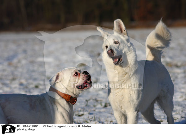 spielende Hunde / playing dogs / KMI-01081