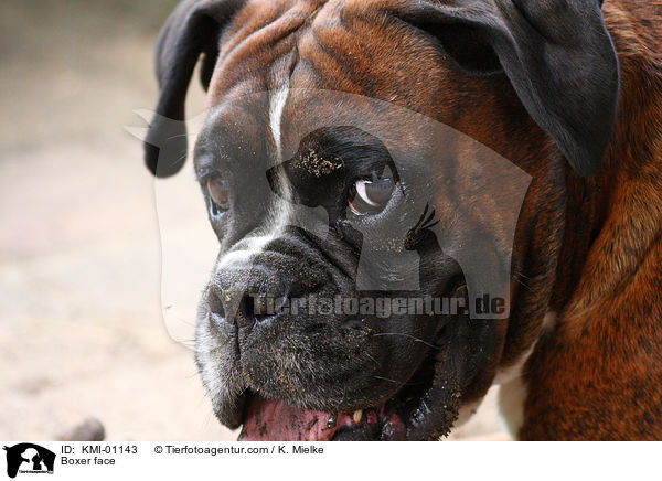 Deutscher Boxer Gesicht / Boxer face / KMI-01143