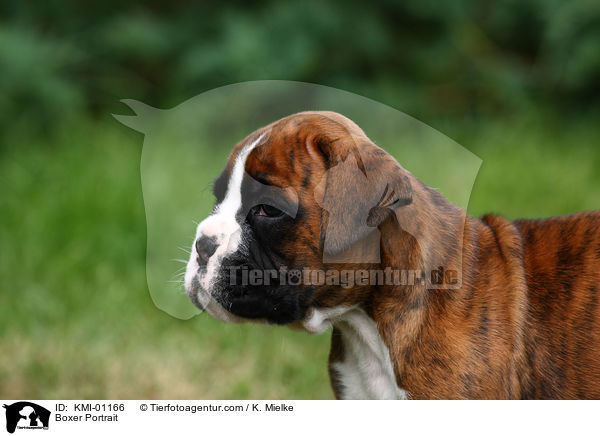 Deutscher Boxer Portrait / Boxer Portrait / KMI-01166