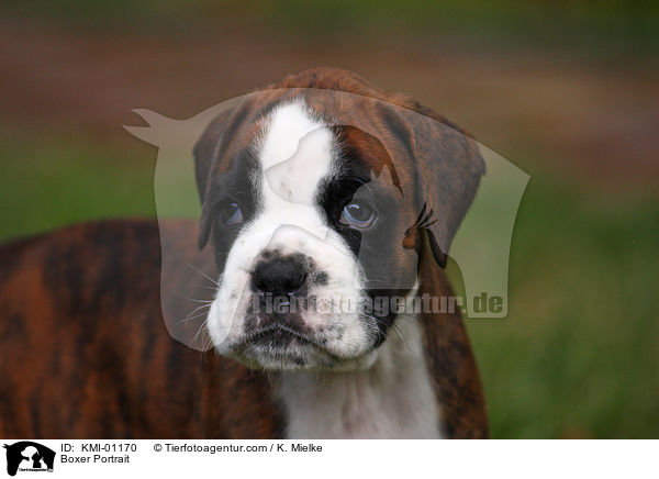 Deutscher Boxer Portrait / Boxer Portrait / KMI-01170