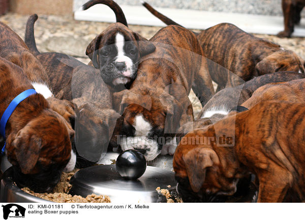 fressende Boxer Welpen / eating Boxer puppies / KMI-01181