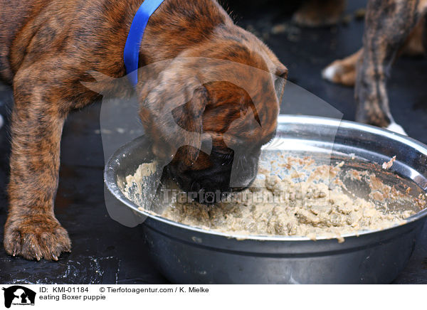 fressender Boxer Welpe / eating Boxer puppie / KMI-01184