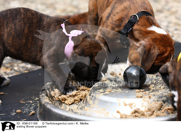 fressende Boxer Welpen / eating Boxer puppies / KMI-01186