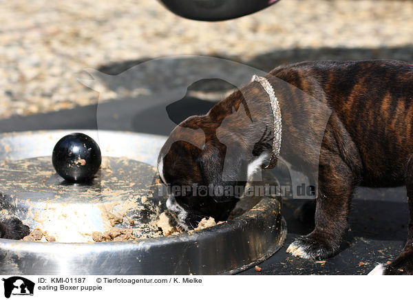 fressender Boxer Welpe / eating Boxer puppie / KMI-01187