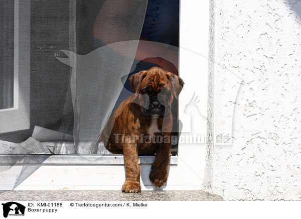 Boxer Welpe / Boxer puppy / KMI-01188