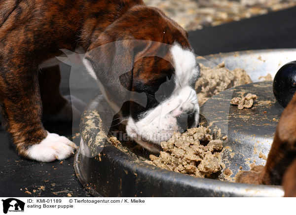 fressender Boxer Welpe / eating Boxer puppie / KMI-01189