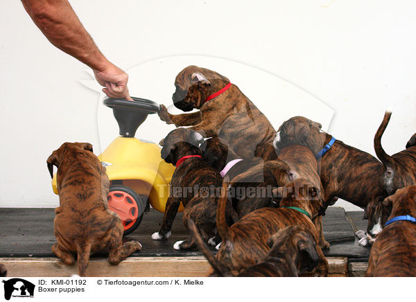 Boxer Welpen / Boxer puppies / KMI-01192
