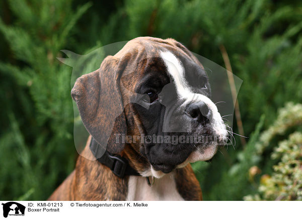 Deutscher Boxer Portrait / Boxer Portrait / KMI-01213