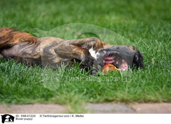 Deutscher Boxer Welpe / Boxer puppy / KMI-01224