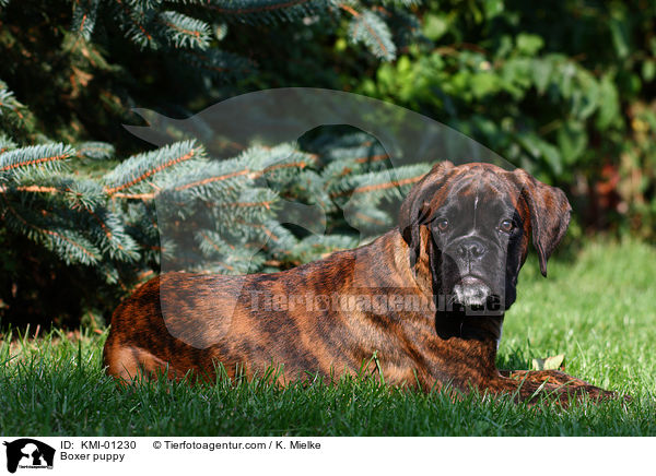 Deutscher Boxer Welpe / Boxer puppy / KMI-01230