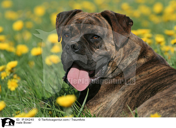 Boxer Rde / male Boxer / IF-04240
