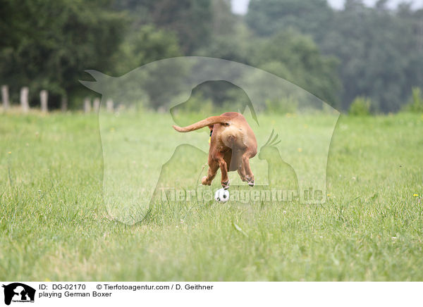 spielender Deutscher Boxer / playing German Boxer / DG-02170