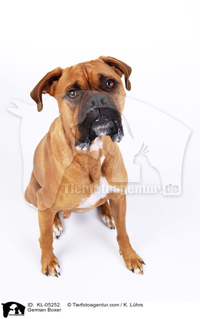 Deutscher Boxer / German Boxer / KL-05252