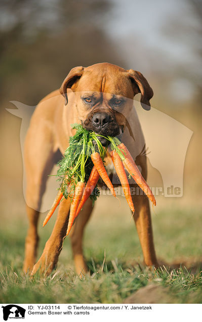German Boxer with carrots / YJ-03114