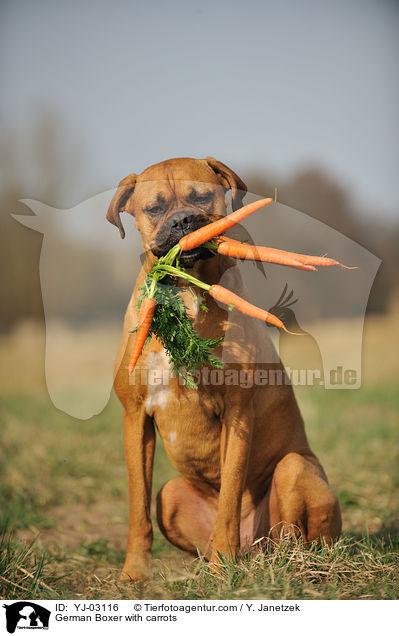 German Boxer with carrots / YJ-03116