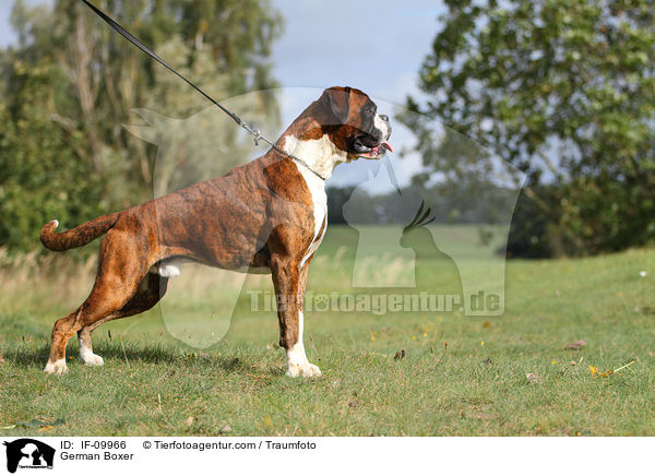 Deutscher Boxer / German Boxer / IF-09966