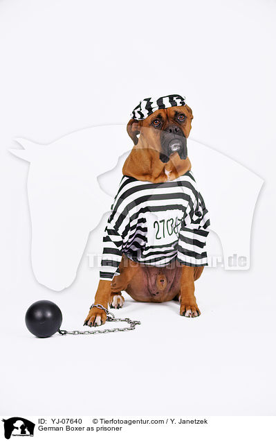 Deutscher Boxer als Strfling / German Boxer as prisoner / YJ-07640