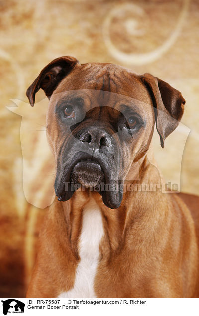 German Boxer Portrait / RR-75587