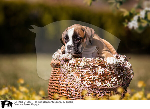 Deutscher Boxer Welpe / German Boxer Puppy / KMI-04383