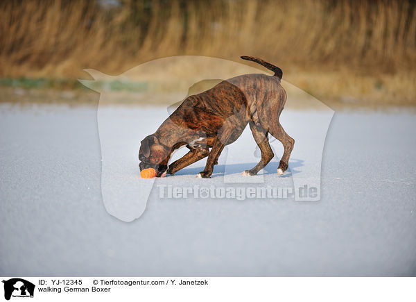 laufender Deutscher Boxer / walking German Boxer / YJ-12345