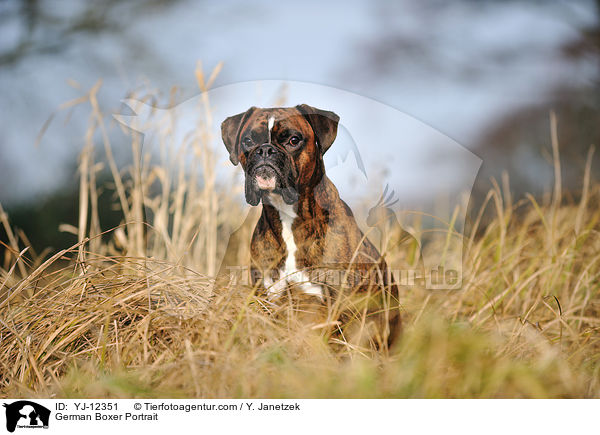 Deutscher Boxer Portrait / German Boxer Portrait / YJ-12351