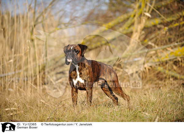 Deutscher Boxer / German Boxer / YJ-12365