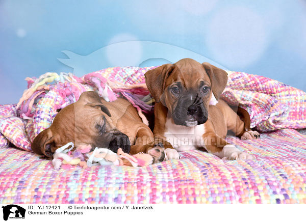 Deutscher Boxer Welpen / German Boxer Puppies / YJ-12421