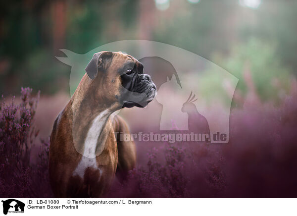 Deutscher Boxer Portrait / German Boxer Portrait / LB-01080