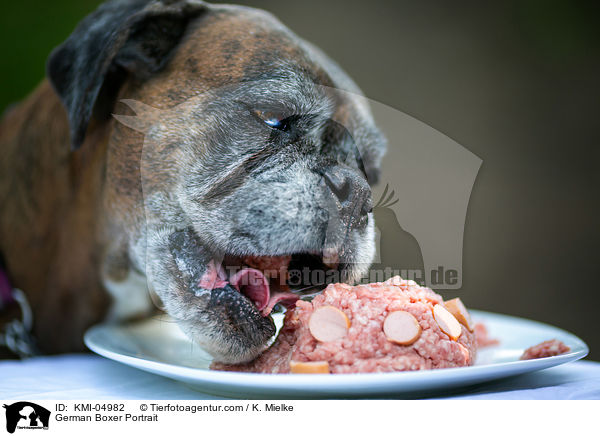 Deutscher Boxer Portrait / German Boxer Portrait / KMI-04982