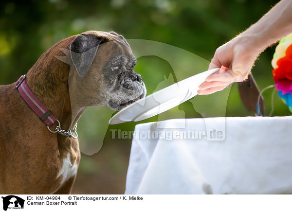 Deutscher Boxer Portrait / German Boxer Portrait / KMI-04984