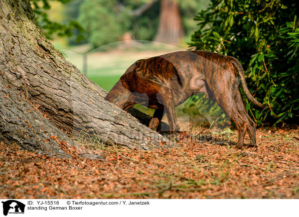 stehender Deutscher Boxer / standing German Boxer / YJ-15516