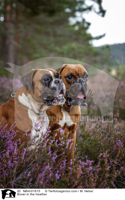 Boxer in the heather / MAH-01615