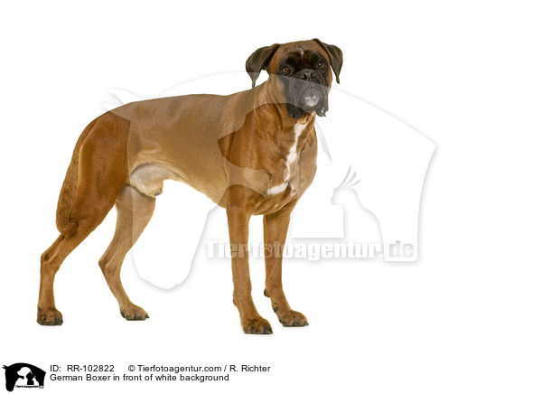 German Boxer in front of white background / RR-102822