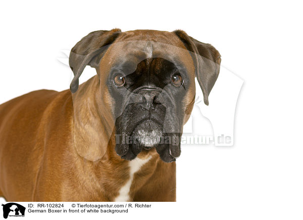 German Boxer in front of white background / RR-102824