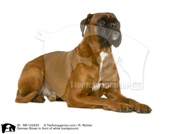 German Boxer in front of white background / RR-102825