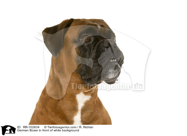 German Boxer in front of white background / RR-102834