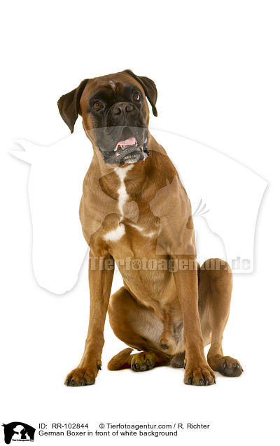 German Boxer in front of white background / RR-102844