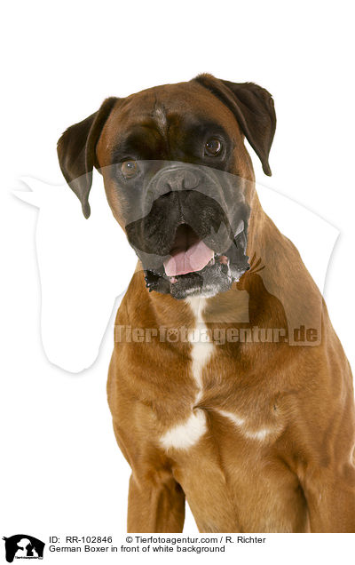 German Boxer in front of white background / RR-102846