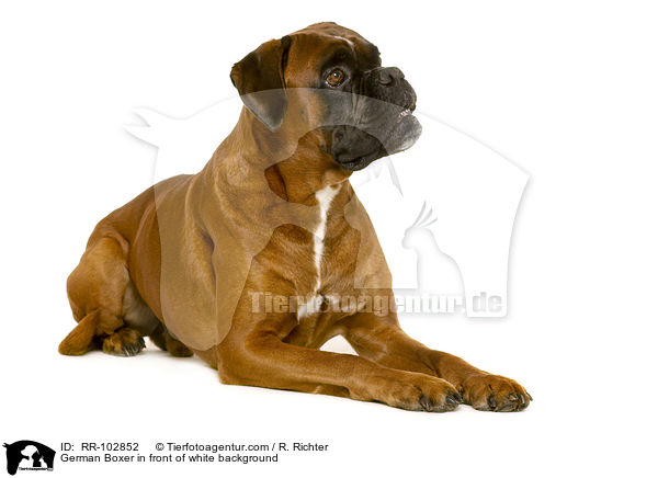 German Boxer in front of white background / RR-102852