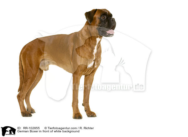 German Boxer in front of white background / RR-102855