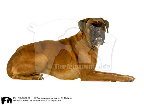 German Boxer in front of white background / RR-102859