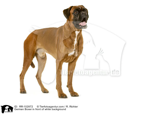 German Boxer in front of white background / RR-102872