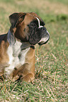 lying Deutscher Boxer