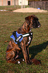 Boxer Portrait mit Geschirr