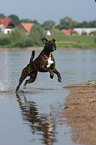 running German Boxer