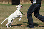 German Boxer Puppy